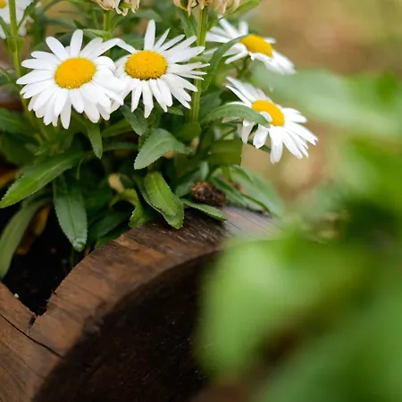 Vakantieboerderij La Volpe E L'uva Dimore